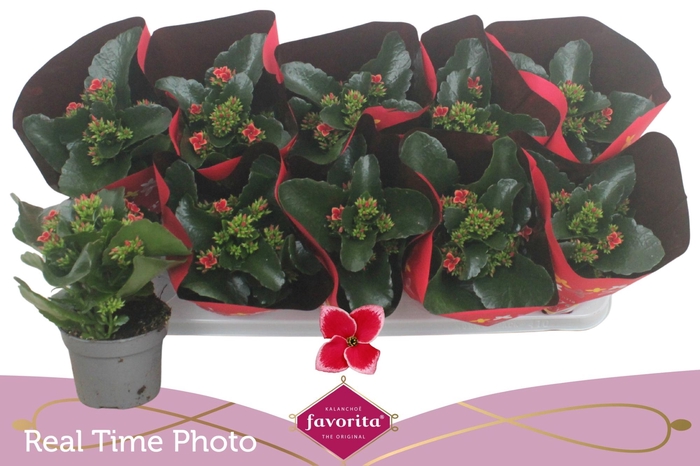 <h4>KAL EN LIPSTICK</h4>