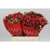 Hypericum True Romance