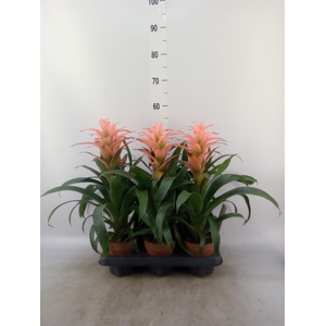 Guzmania  'Melissa'