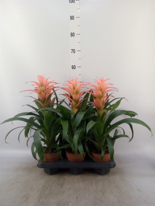 <h4>Guzmania  'Melissa'</h4>