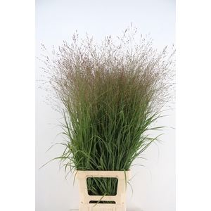 GRAS PANICUM PURPLE TEARS BS