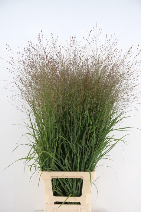 <h4>GRAS PANICUM PURPLE TEARS BS</h4>