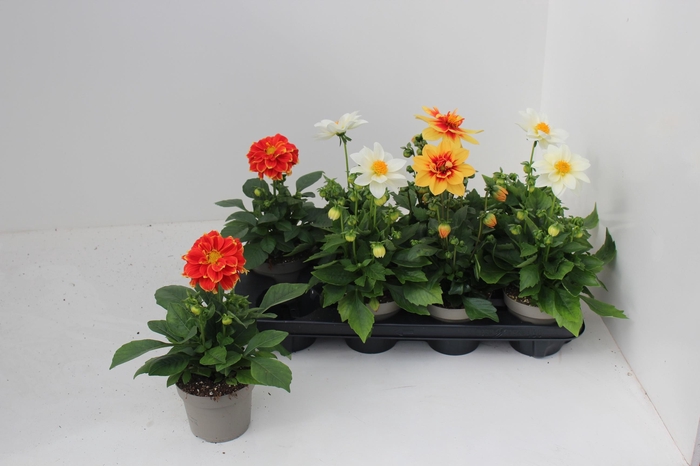 <h4>DAHL L ME GEM</h4>