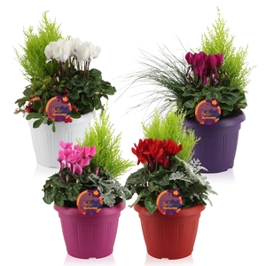 PERKPL GEM IN POT