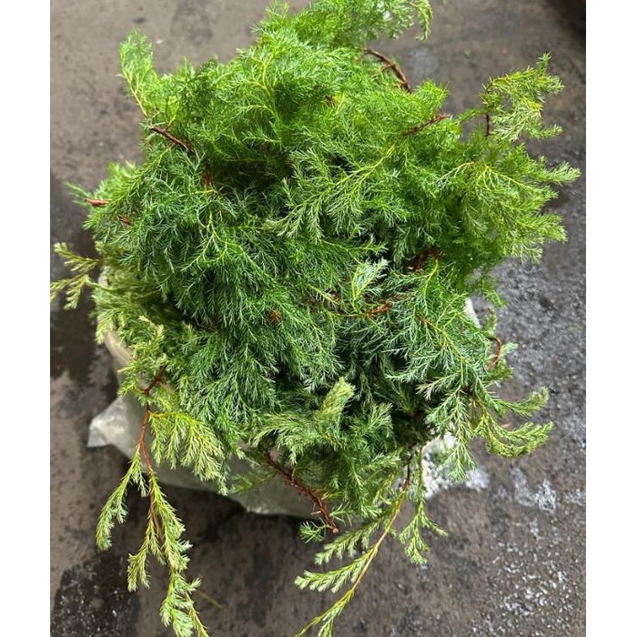 <h4>SQUAROSA 3 KG ZAK</h4>