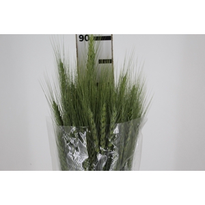 FOLHAGEM TRIGO VERDE