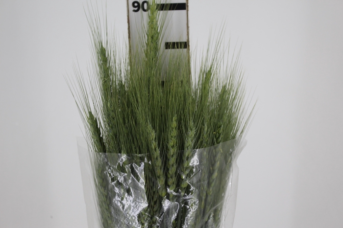 <h4>FOLHAGEM TRIGO VERDE</h4>