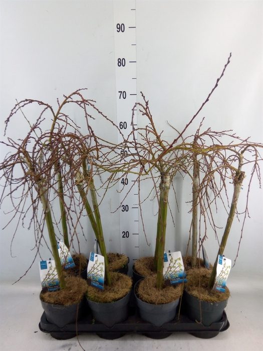 <h4>Salix arbuscula</h4>