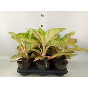 Aglaonema   ...