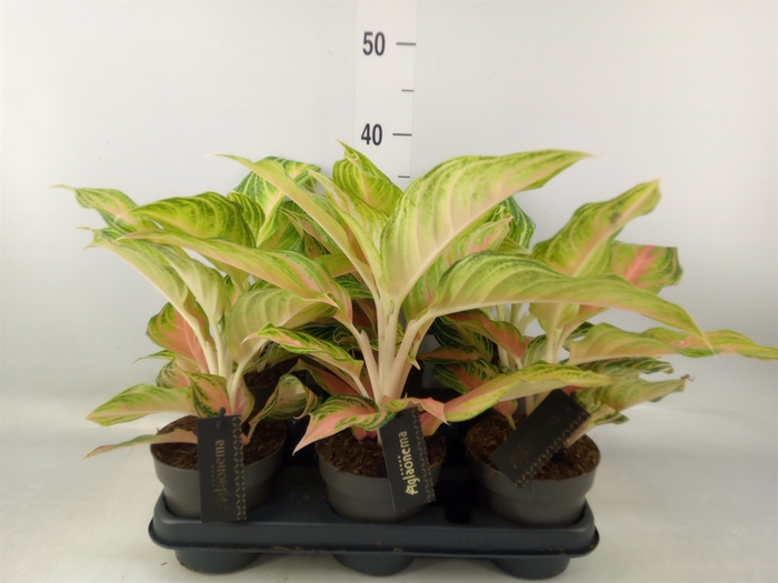 <h4>Aglaonema   ...</h4>