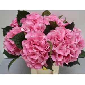 HYDR M ROYAL LOVE