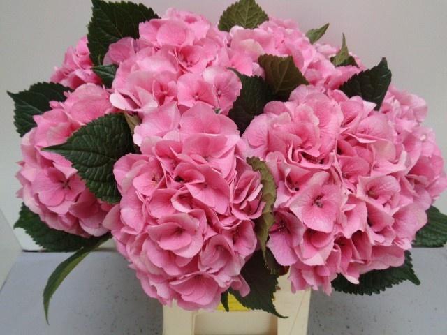 <h4>HYDR M ROYAL LOVE</h4>