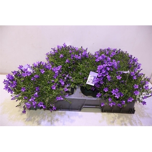 Camp Portenschlagian