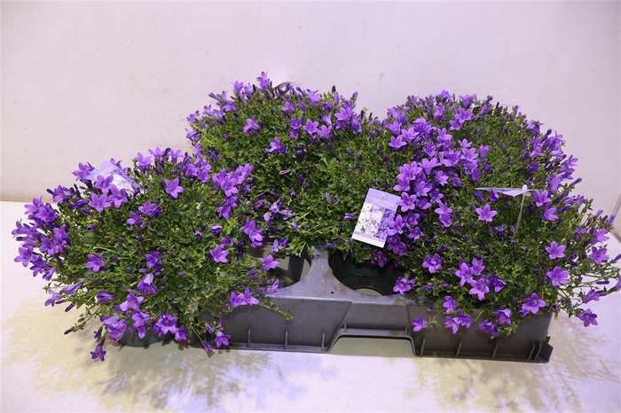 <h4>arr8 Camp Portenschlagian</h4>