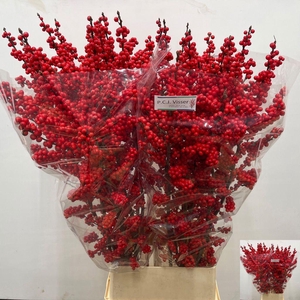 Ilex verticillata red