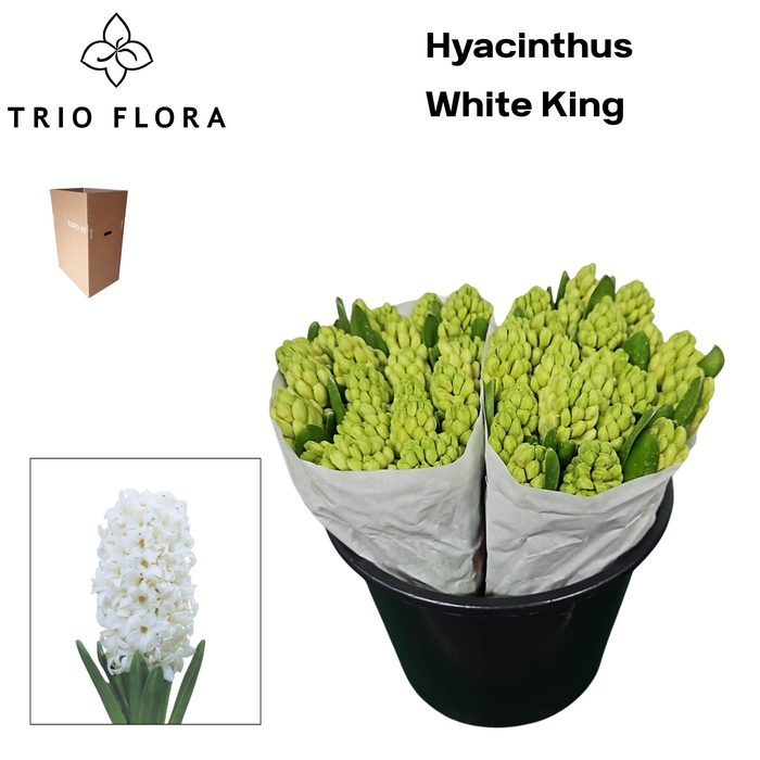 <h4>HYAC WHITE KING Aqua Box 50</h4>
