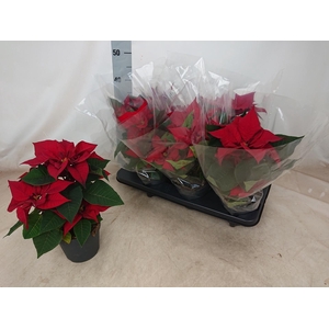 EUPHOR PULCHERRIM OV