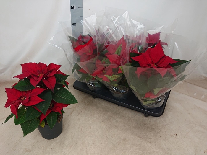 <h4>EUPHOR PULCHERRIM OV</h4>