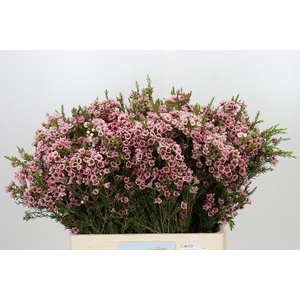 Chamelaucium Sarah's Delight
