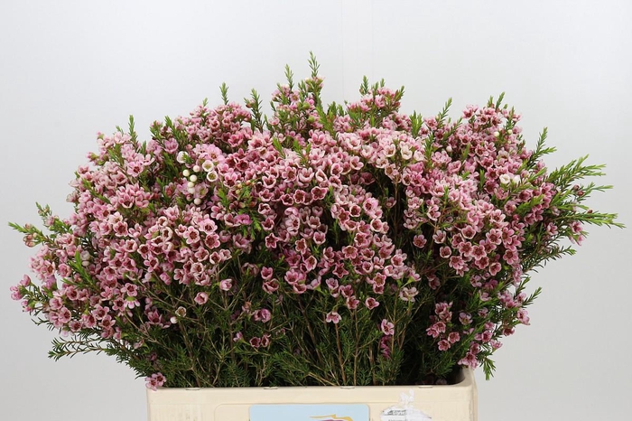 <h4>Chamelaucium Sarah's Delight</h4>