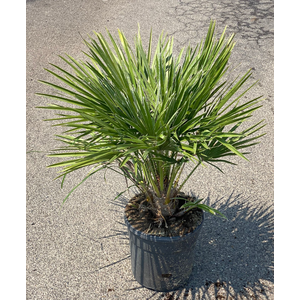 Chamaerops humilis