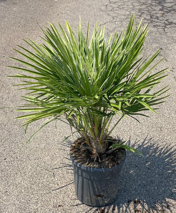 <h4>Chamaerops humilis</h4>