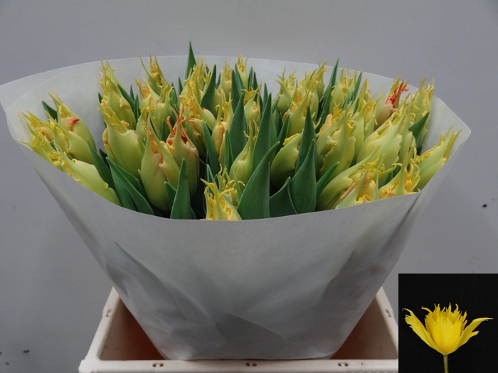 <h4>TU EN  SUNNY LEO</h4>