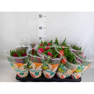 Celosia arg. CR 'Twisted'   ...mix