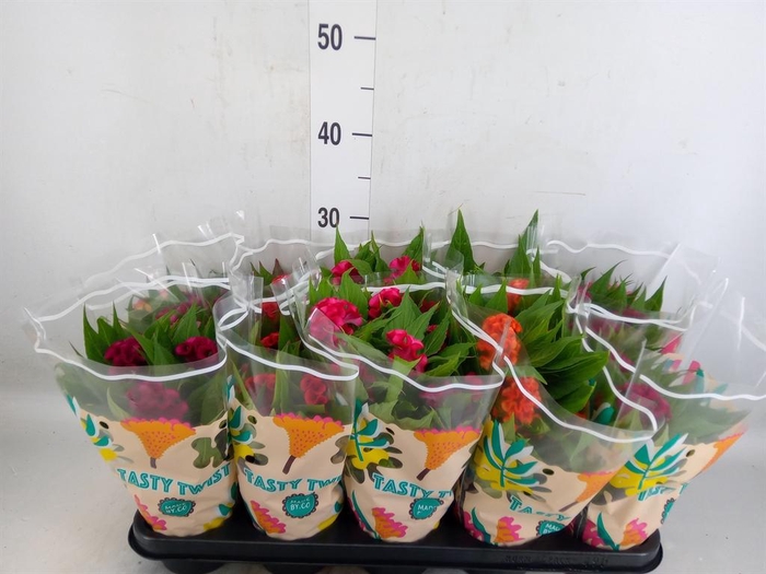 <h4>Celosia arg. CR 'Twisted'   ...mix</h4>