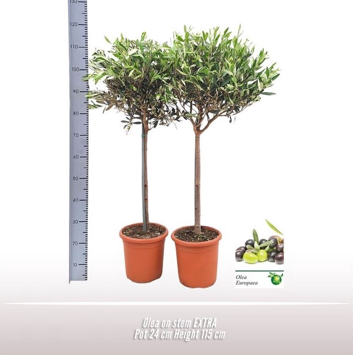 <h4>Olea Europaea Stam</h4>