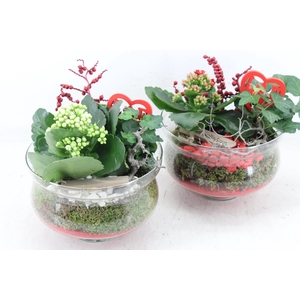 arr2 MB - Glas muse op stomp x6 - rood/wit