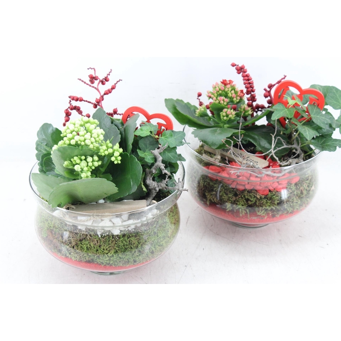 <h4>Arr2 Mb - Glas Muse Op Stomp X6 - Rood/wit</h4>