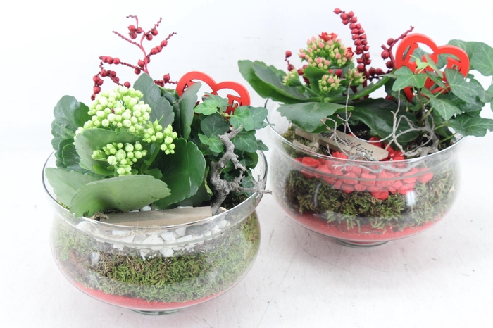 <h4>arr2 MB - Glas muse op stomp x6 - rood/wit</h4>