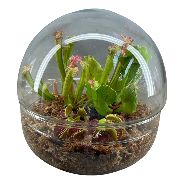 VLEESETENDE PLANTEN