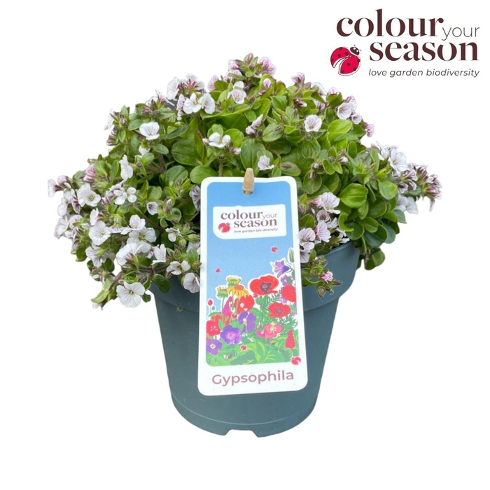 <h4>Gypsophilia Cerastoides P15 White</h4>
