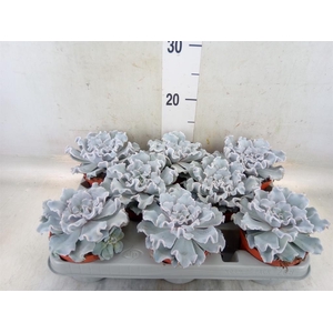 Echeveria   ...