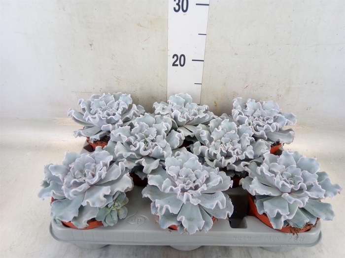 <h4>Echeveria   ...</h4>