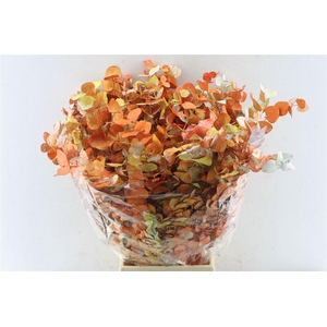 Euca Cinerea Monet 200 Gram