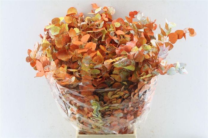 <h4>Euca Cinerea Monet 200 Gram</h4>