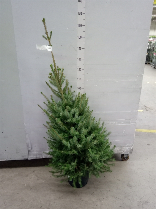 <h4>Picea omorika</h4>