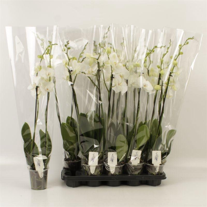 <h4>PHAL OV WIT</h4>