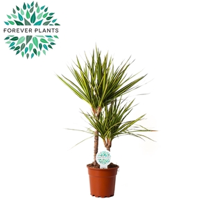 Dracaena Golden Dragon p17, 30+10