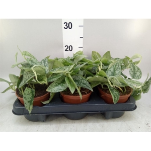 Epipremnum ...