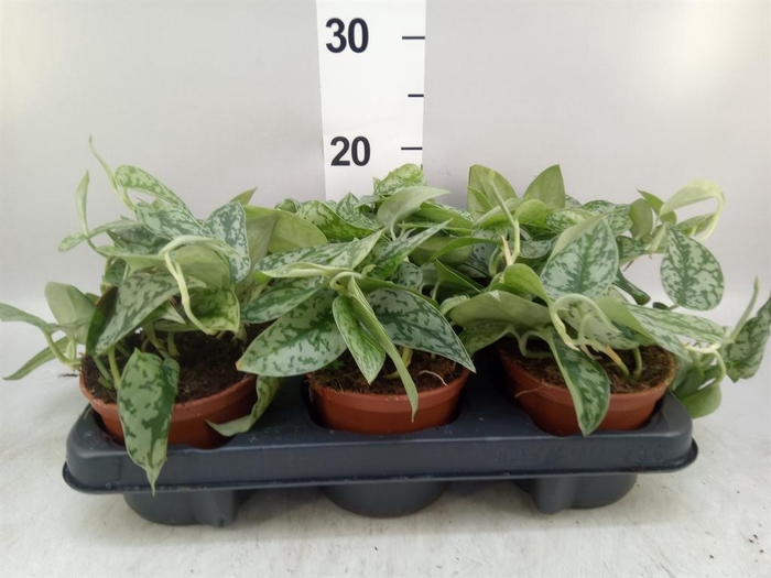 <h4>Epipremnum ...</h4>