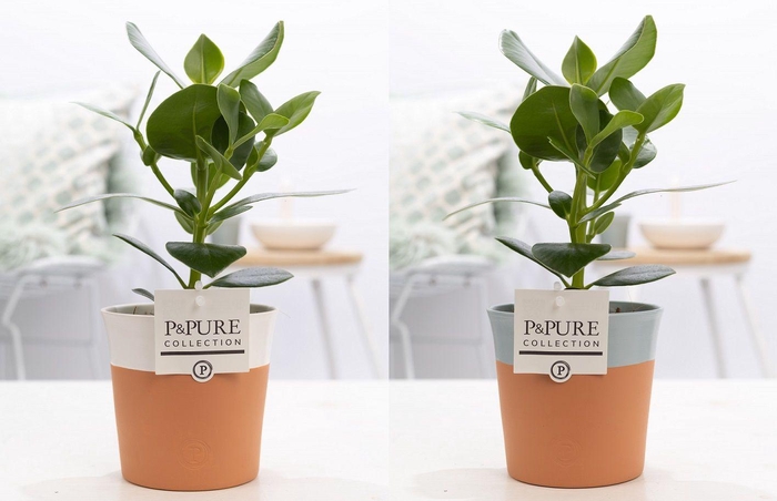 <h4>Clusia Rosea Princess in P&PURE Terra Cotta 4 ass.2</h4>