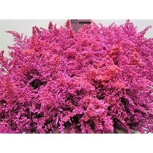 Solidago Cerise