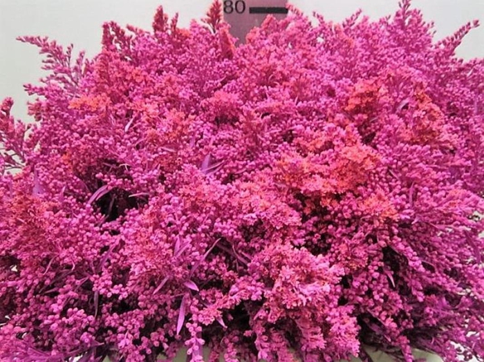 <h4>Solidago Cerise</h4>