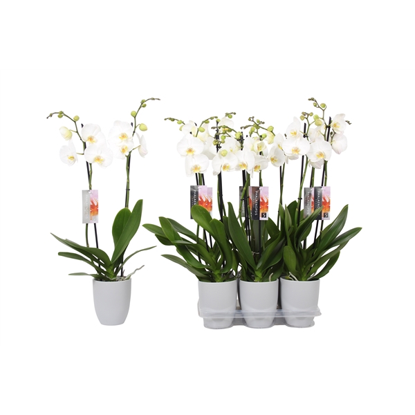 <h4>Phalaenopsis White, 2-spike Grey Ceramics</h4>