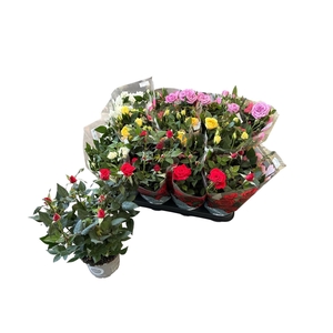 RO KORDANA GEM 4 SRT