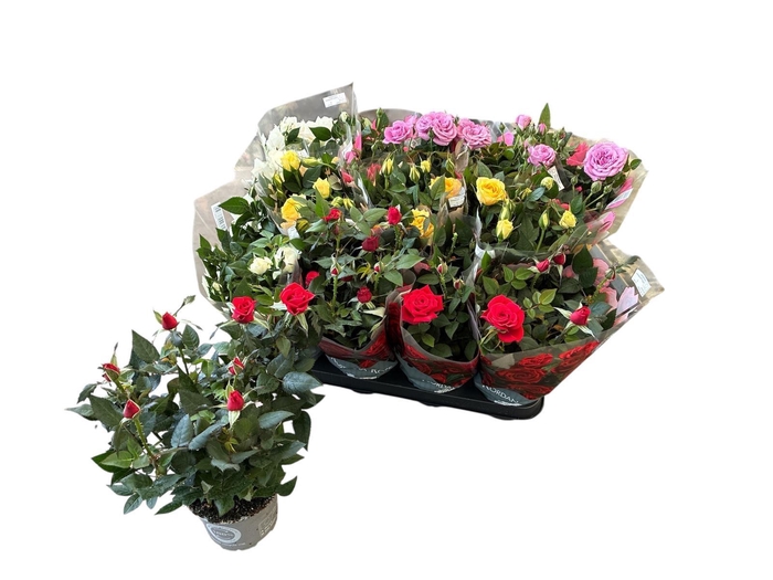 <h4>RO KORDANA GEM 4 SRT</h4>